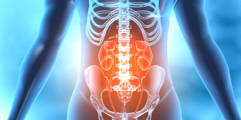 Kidney in transparent human body. 3d illustration