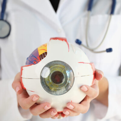 Close-up of woman ophthalmologist holding eye model in hands. Eye anatomy structure, oculus and health care concept