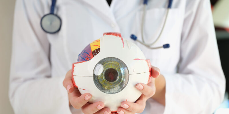 Close-up of woman ophthalmologist holding eye model in hands. Eye anatomy structure, oculus and health care concept